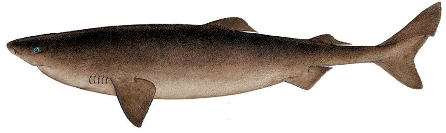 Somniosus microcephalus_02_bis